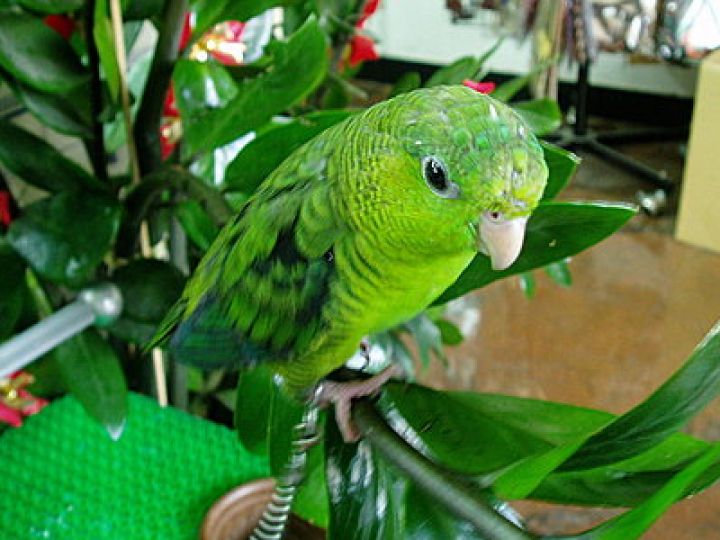 綵藝拼布 嘉義新港民雄拼布教學